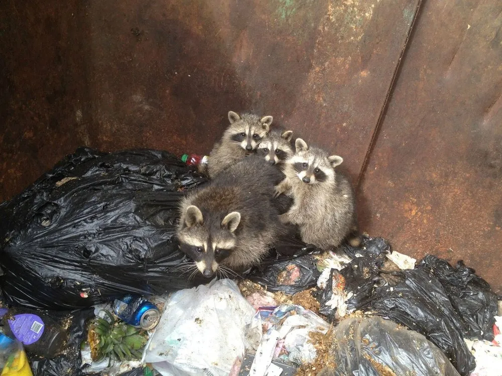 Raccoon Family Rescued from Garbage Can