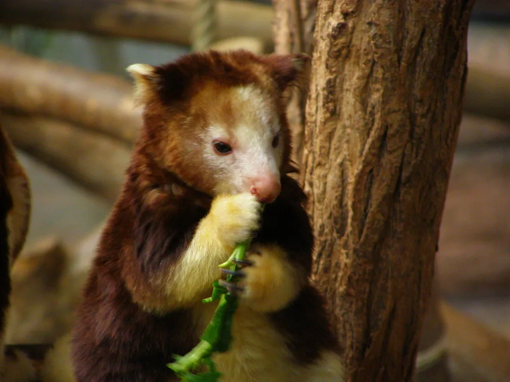Goodfellow's Tree-Kangaroo