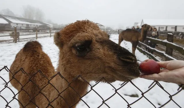 A camel is fed in a zoo at a private farm in the village of Girsk, southwest of Minsk, November 22, 2014. (Photo by Vasily Fedosenko/Reuters)