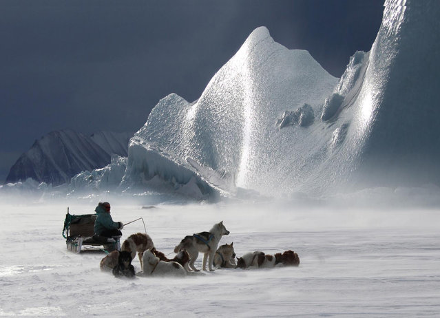 A hunter and his sled dogs are seen in Greenland, April 30, 2013. Dogs are commonly hailed as “human's best friend”, and assist people in many ways. Let's review the moments brought by dogs to greet the approaching Chinese Lunar Year of the Dog. The Chinese Lunar New Year, also known as the Spring Festival, falls on Feb. 16 this year. This year's celebration will usher in the Year of the Dog. The dog comes 11th in the 12-animal zodiac rotation used by the Chinese to represent the year. (Photo by Xinhua/Barcroft Images)