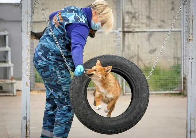 A trainer from the canine service of Aeroflot airline trains sniffer dogs to detect the coronavirus in biomaterial from infected people near Sheremetyevo International Airport, outside Moscow, Russia on October 9, 2020. (Photo by Tatyana Makeyeva/Reuters)
