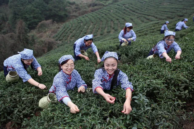 Chinese women compete in tea leaf picking contest to celebrate the coming International Women's Day in Bao Feng town, Yongchuan District, China, 06 March 2018 (issued 08 March 2018).  International Women's Day is celebrated annually on 08 March. (Photo by Chen Shichuan/EPA/EFE)
