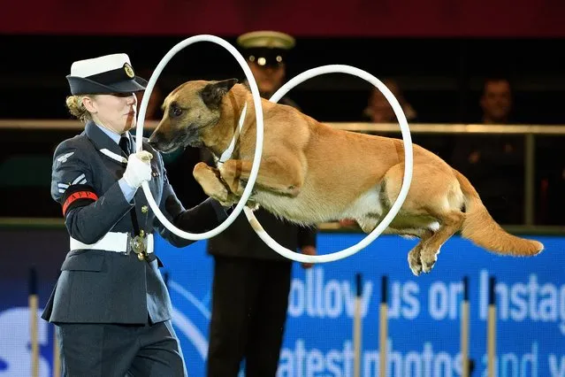 Royal Air Force Police dog “Tornado” leaps through hoops on day three of the Cruft's dog show at the NEC Arena on March 10, 2018 in Birmingham, England. (Photo by Leon Neal/Getty Images)