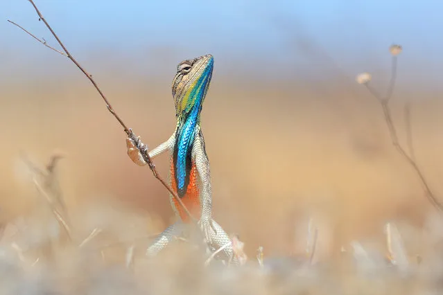 A colourful reptile holds up a twig as it is pictured looking like a warrior with a powerful stance, May, 2013. (Photo by Anup Deodhar/Barcroft Images/Comedy Wildlife Photography Awards 2016)