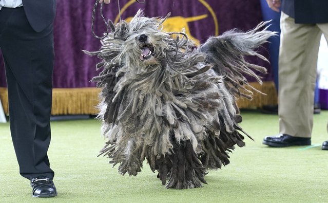 A Bergamasco Sheepdog in the judging area during the 148th Annual Westminster Kennel Club Dog Show at the Arthur Ashe Stadium in New York City on May 13, 2024. (Photo by Timothy A. Clary/AFP Photo)