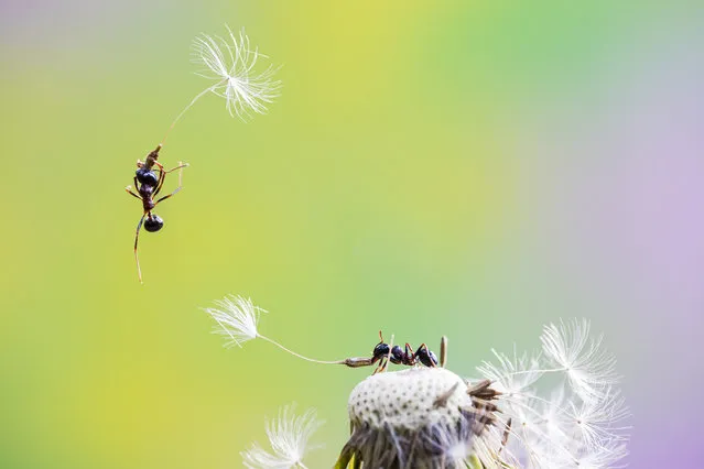 Close-ups of Nature, finalist. Airway for Ants by Fabio Sartori, taken in Lago Boracifero, Italy. (Photo by Fabio Sartori/REDISCOVER Nature/EEA)