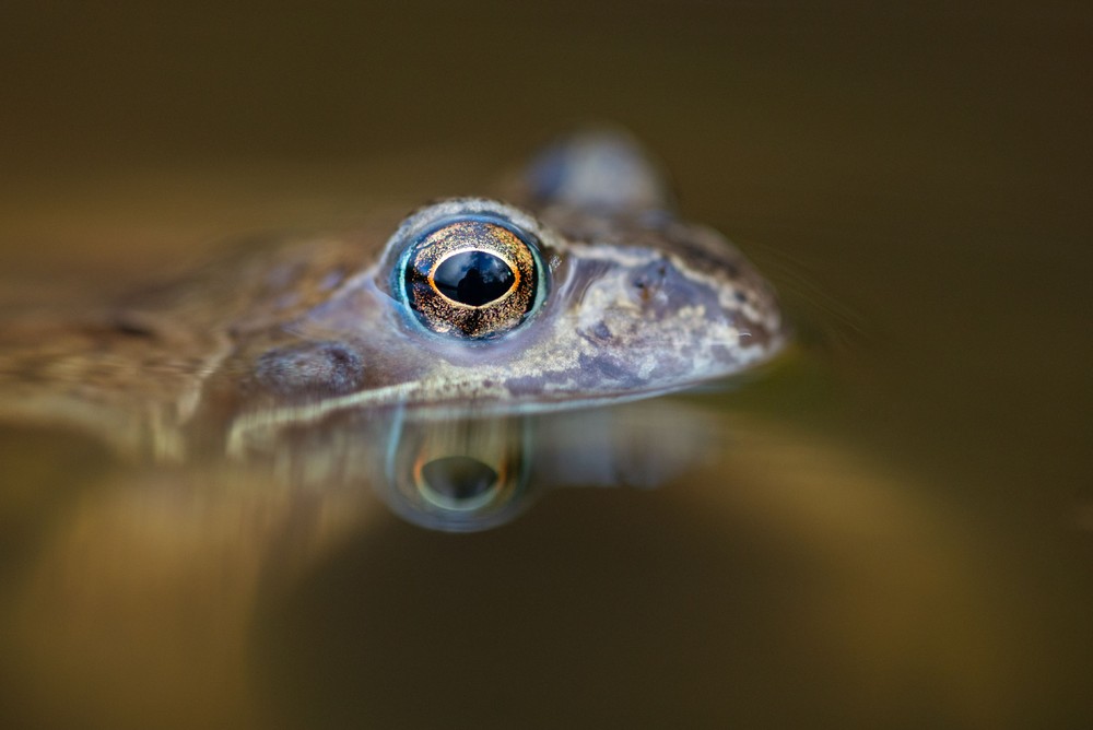 Some Photos: Animals