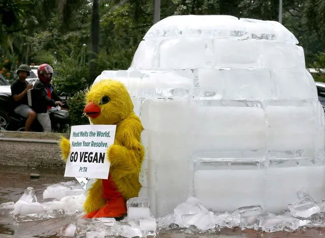 Commuters watch as an activist from the People for the Ehical Treatment of Animals (PETA) wearing a chicken costume displays a placard in front of a melting igloo to protest next week's APEC (Asia Pacific Economic Cooperation) Summit of Leaders Friday, November 13, 2015 in Manila, Philippines. PETA is urging the 21-member APEC nations not to ignore the "environmental devastation caused by the meat industry". (Photo by Bullit Marquez/AP Photo)