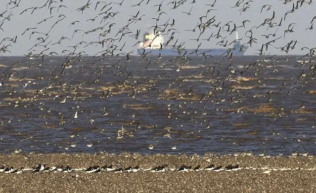Flocks of wading and sea birds fly over the coastline as seasonal high tides force them off their feeding grounds closer to shore near Snettisham in Norfolk, Britain, October 20, 2016. (Photo by Toby Melville/Reuters)
