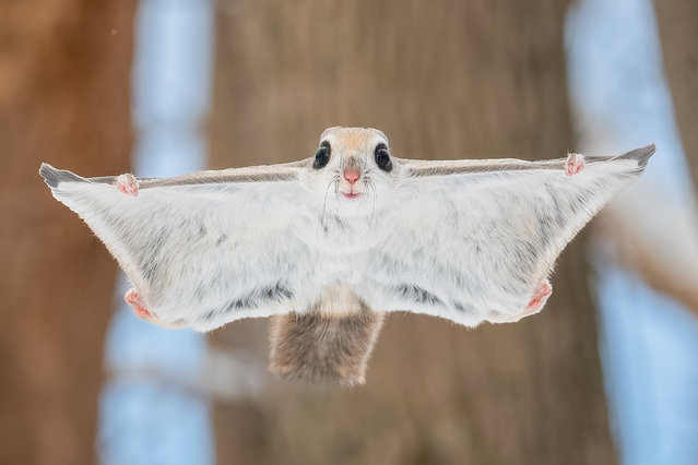 Flying squirrels poke their heads out of tree hollows. The rodents peer out of the hollow to look out for any predators. The photos were taken in Hokkaido in Japan in the first decade of October 2025, and show rare daylit glimpses of the usually nocturnal rodents. (Photo by Takashi Kubo/Solent News & Photo Agency)