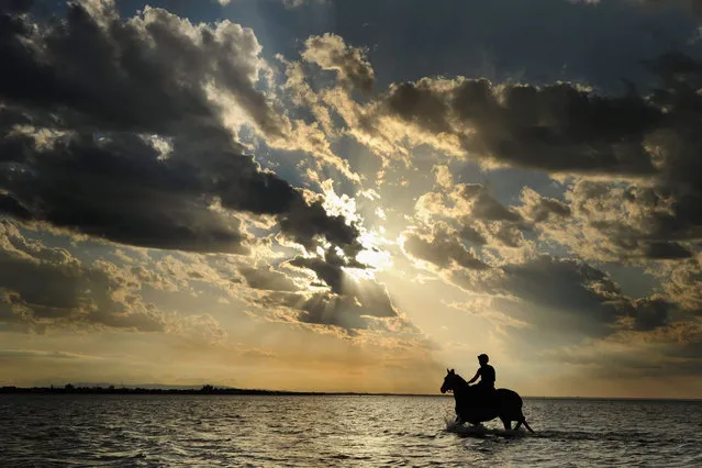 Troy Parkinson riding Excess Knowledge from Gai Waterhouse Racing during a trackwork session at Altona Beach on November 1, 2015 in Melbourne, Australia. Excess Knowledge will be one of two horse in the Melbourne Cup for trainer Gai Waterhouse. (Photo by Vince Caligiuri/Getty Images)