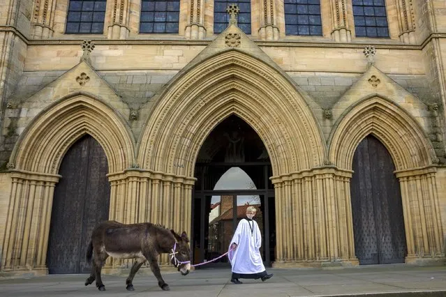 Xander Galloway-Gee leads Lily the donkey on Ripon Cathedral’s Palm Sunday procession in North Yorkshire, England on April 2, 2023, marking Jesus’s arrival in Jerusalem on a donkey. (Photo by James Glossop/The Times)