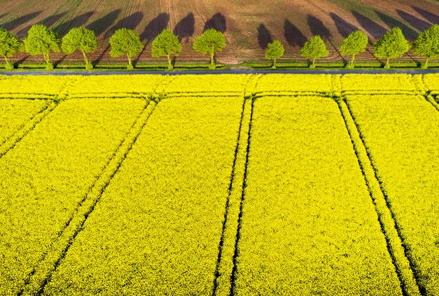This aerial picture taken with a drone shows a rape field blooming on the Lower Rhine in Sonsbeck, western Germany on April 23, 2018. (Photo by Arnulf Stoffel/AFP Photo/DPA)