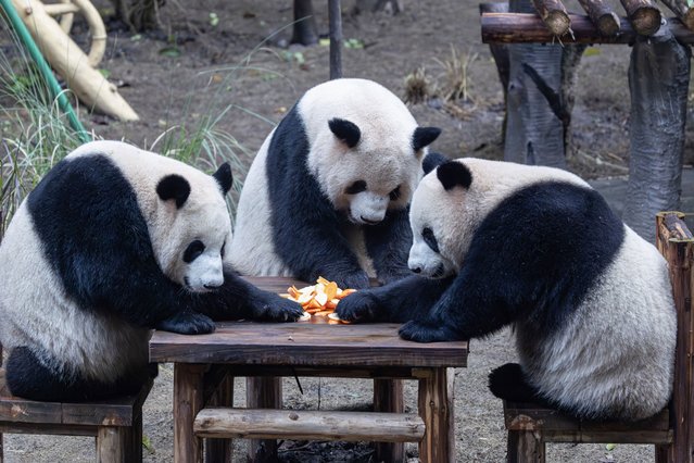 Giant pandas Yu Ai, Qi Sanmei, and Liang Yue eat at Chongqing Zoo in Chongqing, Southwestern China on November 23, 2025. (Photo by AFP Photo/China Stringer Network)