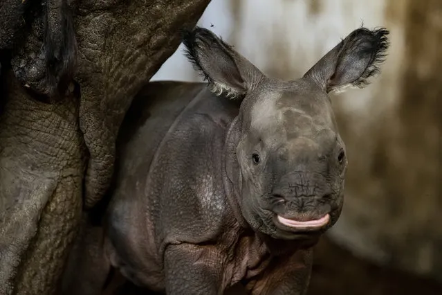 An endangered Indian rhinoceros cub stand in its enclosure in the Zoo in Wroclaw, Poland, Sunday, January 10, 2021. The cub, born on Jan. 6, 2021, is the first Indian rhinoceros birth in the zoo's 155-year history, the zoo said. (Photo by Zoo Wroclaw via AP Photo)