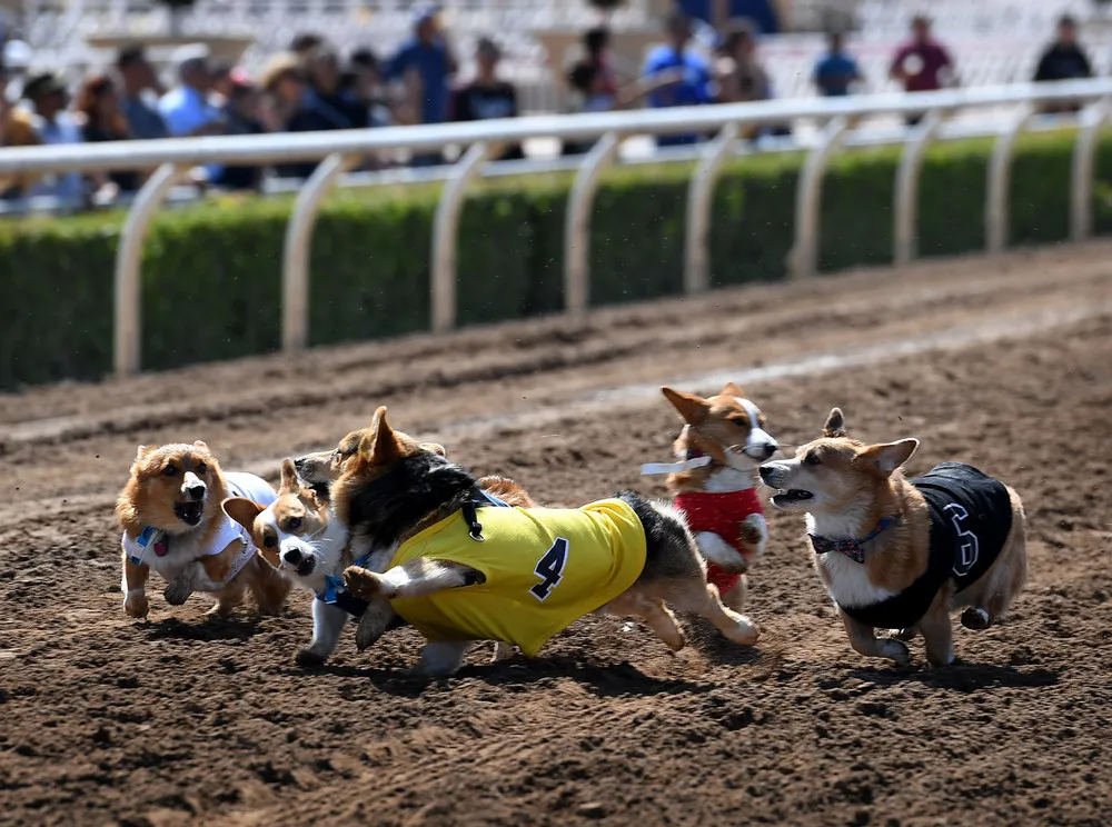 Corgi Dog Races