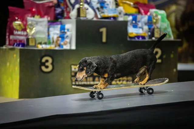 John, the second place winner, takes part in a skateboarding competition during Pet Expo Thailand on May 07, 2023 in Bangkok, Thailand. (Photo by Lauren DeCicca/Getty Images)