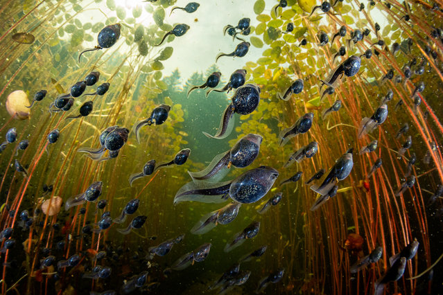 Western toad (Anaxyrus boreas) tadpoles among lily pads in a lake on Vancouver Island, British Columbia, Canada. (Photo by Shane Gross/Siena awards festival 2025)