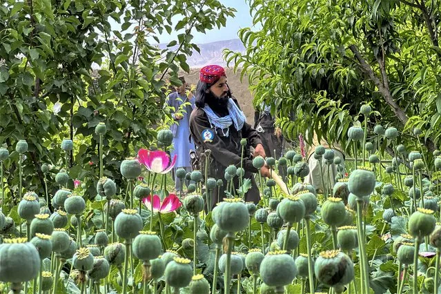Taliban security personnel destroy a poppy plantation at Jar Qala village in Chimtal district of Balkh province on May 1, 2023. (Photo by Atif Aryan/AFP Photo)