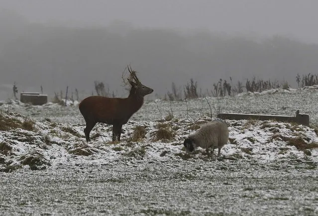 A deer grazes amongst sheep after snowfall in Newhaven, Britain, November 9, 2016. (Photo by Darren Staples/Reuters)