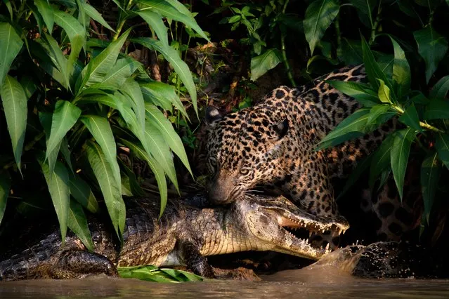 3rd place in the into the forest category. Pantanal region, Brazil, 2021. A jaguar holds a caiman by the neck. “After following this jaguar for almost a day on the river bank, we suddenly saw her jumping in the water and start fighting underwater with this caiman. She tried to pull the dead caiman into the bush but it was too steep. She had to pull it a bit further and it was at this moment that I took this picture”. (Photo by Clement Fontaine/Environmental Photography Award)