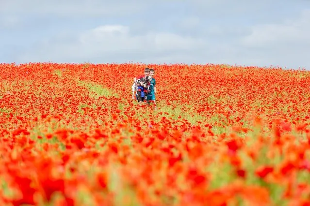 11 year old Keegan Baldwin and his brother Oliver, 10, take their dalmation puppy Freckles for a stroll through a magnificent display of poppies in a field near Stourport-on-Severn, Worcestershire on May 30, 2023, as Britain continues to enjoy warm dry weather over the school half term. (Photo by Peter Lopeman/Alamy Live News)