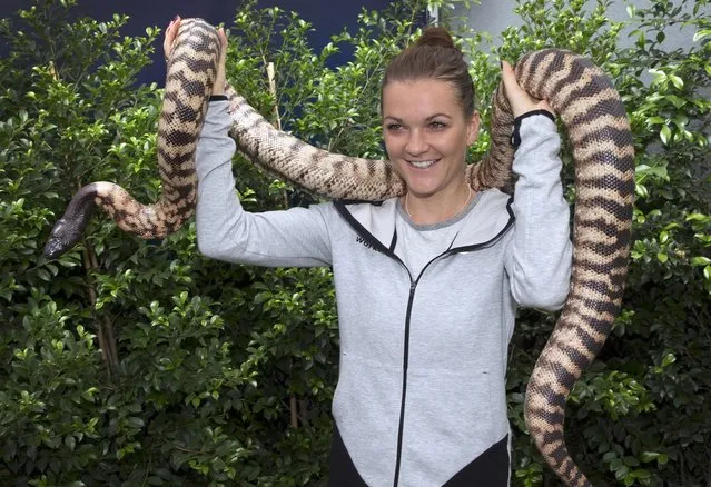 Poland's Agnieszka Radwanska poses with a python during a promotional event at the Australian Open tennis tournament at Melbourne Park, Australia, in this January 21, 2016 handout photo. (Photo by Fiona Hamilton/Reuters)
