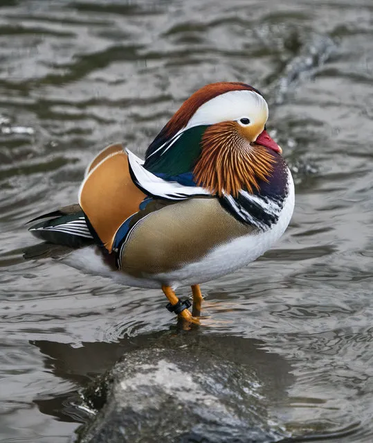 The now famous Mandarin Duck, nicknamed Mandarin Patinkin, makes an appearance on November 27, 2018, at a pond in Central Park in New York. The colorful duck, native to China and Japan, has been nicknamed Mandarin Patinkin by local media, after the actor/singer Mandy Patinkin. (Photo by Don Emmert/AFP Photo)