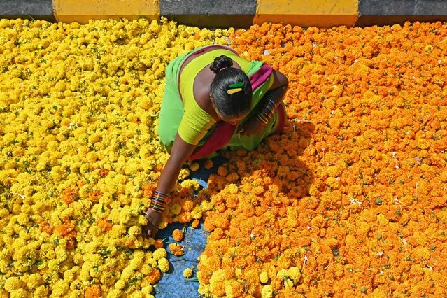 A roadside vendor segregates marigold flowers while waiting for customers in Hyderabad on October 23, 2023. (Photo by Noah Seelam/AFP Photo)