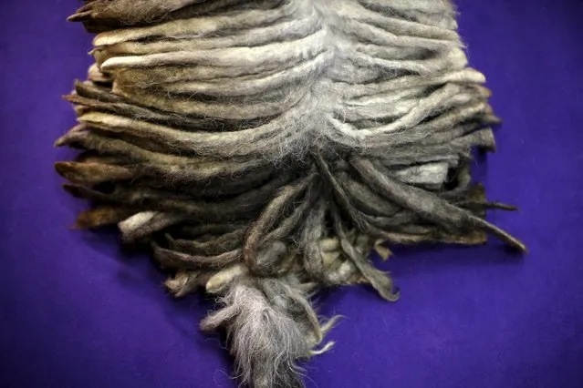 A Bergamasco, one of the seven new breeds being judged at the 2016 Westminster Kennel Club Dog Show sits before judging in the Manhattan borough of New York City, February 15, 2016. (Photo by Mike Segar/Reuters)