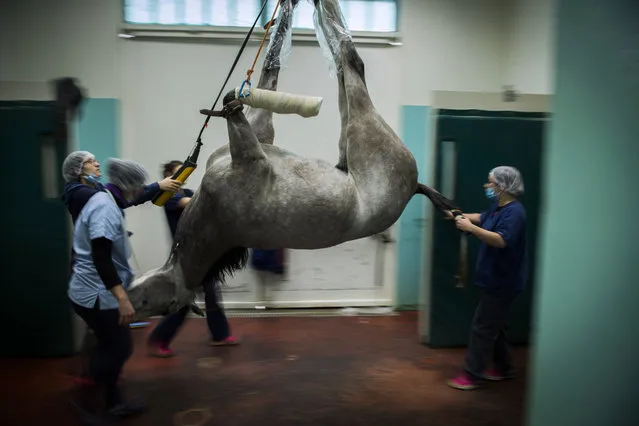 A horse is brought away after surgery at the veterinary clinic of the equestrian training center of Grosbois in Marolles- en- Brie, on November 15, 2016. (Photo by Martin Bureau/AFP Photo)