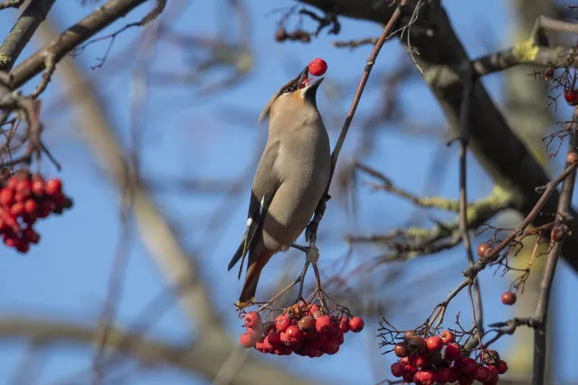 A Waxwing feeds on berries in Balham on January 28, 2019 in London, England.  Waxwings have started to arrive across the United Kingdom from Scandinavia, on the back of strong Northerly winds that are expected to bring snow to the South East of the country over the next few days. Birdwatchers across the UK make special efforts to catch a glimpse of these rare birds, who can turn up in significant numbers every few years, and are thought to be a sign of a harsh winter to come. (Photo by Dan Kitwood/Getty Images)
