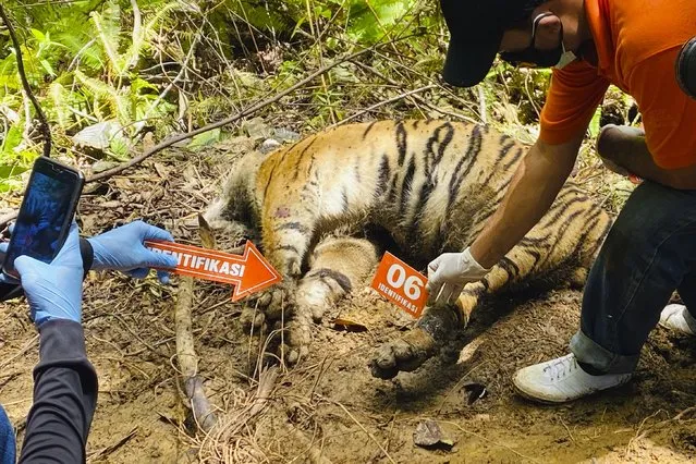 Investigators examine the carcass of one of three Sumatran tigers found dead in Ie Buboh village in South Aceh, Indonesia, Thursday, August 26, 2021. A critically endangered Sumatran tiger and its two cubs were found dead in a conservation area on Sumatra island after being caught in boar traps, in the latest setback to a species whose numbers are estimate to have dwindled to about 400 individuals, authorities said Friday, Aug. 27, 2021. (Photo by Tuah Albanna/AP Photo)