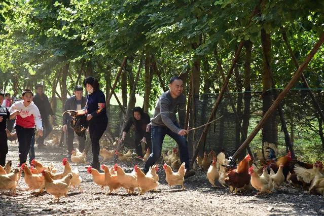 Tourists catch roosters during an event to celebrate the upcoming Chinese Lunar New Year of Rooster  at a farm in Guangzhou, Guangdong province, China, January 22, 2017. (Photo by Reuters/Stringer)