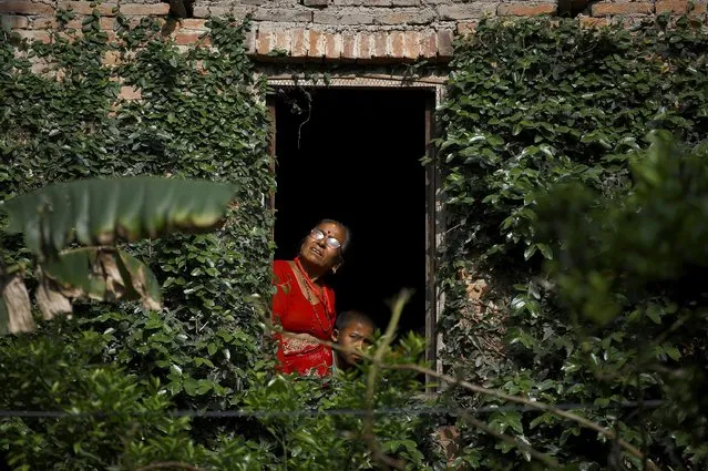 A woman looks towards the chariot of Rato Machhindranath from the window of a house during the chariot festival at Bungamati in Lalitpur April 22, 2015. (Photo by Navesh Chitrakar/Reuters)