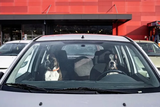 Two Boxer dogs sit in a car as they wait for their owners to come back from a shopping centre in Matulji, Croatia on January 7, 2024. (Photo by Marko Djurica/Reuters)
