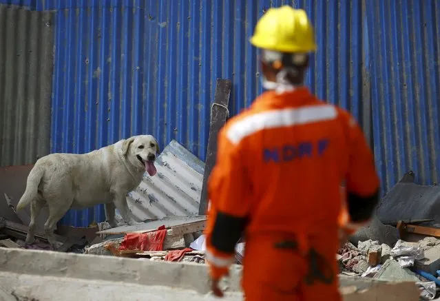 A dog searching for victims trapped under a collapsed building looks towards a member of National Disaster Response Force from Indian paramilitary force while searching for victims after Saturday's earthquake in Kathmandu, Nepal April 28, 2015. (Photo by Navesh Chitrakar/Reuters)