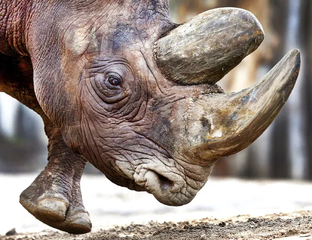 Black rhinoceros Kalusho that was born 30 years ago in Zimbabwe walks in its enclosure in the zoo in Frankfurt, Germany, Friday, February 3, 2017. Kalusho came to Frankfurt when it was three years old. (Photo by Michael Probst/AP Photo)