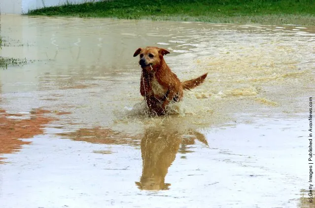 A dog makes the most of the flooded Waiwhetu stream on Riverside Drive