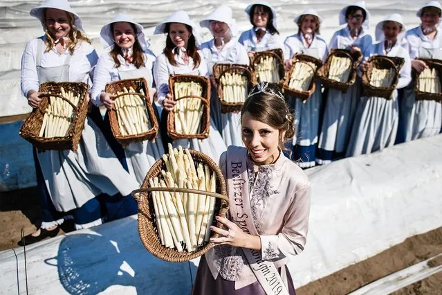 Beelitz Asparagus Queen 2019 Kristin Reich (C) and women in traditional asparagus working clothes pose on a farm on the occasion of the opening ceremony of the asparagus season 2019 in Beelitz, Germany, 08 April 2019. Asparagus season officially starts at the asparagus farm Klaistow in Beelitz. (Photo by Clemens Bilan/EPA/EFE)