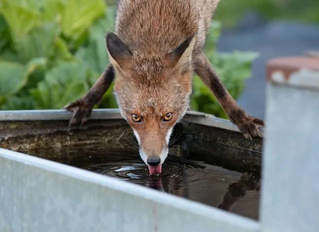 A fox drinking at a water trough in an allotment in north London, United Kingdom in October 2021. (Photo by Matt Maran/The Guardian)