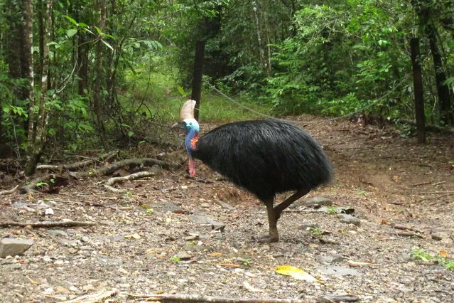 In this June 30, 2015, file photo, an endangered cassowary roams in the Daintree National Forest, Australia. On Friday, April 12, 2019, a cassowary, a large, flightless bird native to Australia and New Guinea, killed its owner when it attacked him after he fell on his property near Gainesville, Fla. Cassowaries are similar to emus and stand up to 6 feet (1.8 meters) tall and weigh up to 130 pounds (59 kilograms). (Photo by Wilson Ring/AP Photo/File)