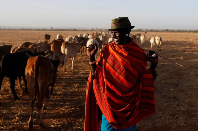 A Samburu tribesman stands behind cows as he enters the Mugui conservancy, Kenya February 11, 2017. (Photo by Goran Tomasevic/Reuters)