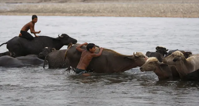 Indian boys ride buffaloes in the River Tawi on a hot summer day in Jammu, India, Saturday, May 9, 2015. Temperature in the city is slowly rising with a maximum of 37 degrees Celsius recorded on Saturday. (Photo by Channi Anand/AP Photo)