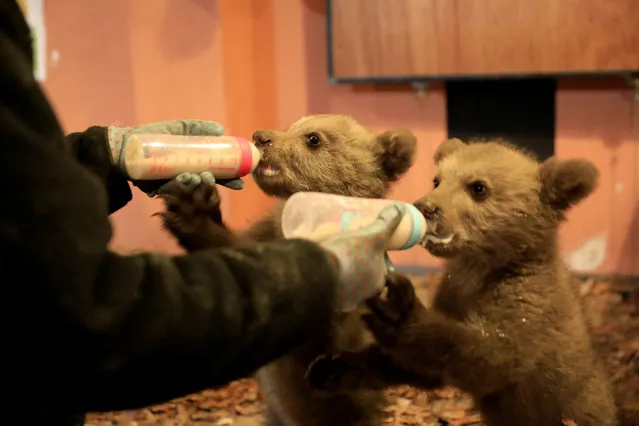 Melina Avgerinou, caretaker at NGO Arcturos, feeds two brown bear cubs at a bear sanctuary in the village of Nymfaio, near Florina, Greece on May 4, 2019. (Photo by Giorgos Moutafis/Reuters)