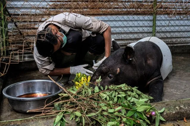 An injured Asian tapir (tapirus indicus) receives medical treatment by veterinarians from the Natural Resources Conservation Center (BBKSDA Riau) in Pekanbaru, Riau Province, Indonesia on November 18, 2021. Asian tapir was injured as a result of a conflict with humans. It was found by residents and reported to authorities in a plantation area. Asian tapir is one of the rare and protected species because it is almost extinct in Indonesia, especially on the island of Sumatra. (Photo by Dedy Sutisna/Anadolu Agency via Getty Images)