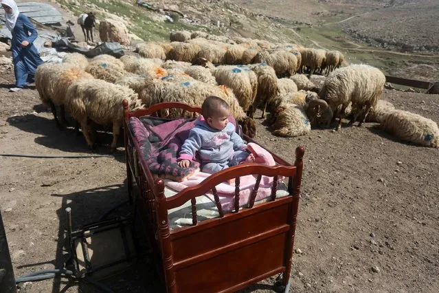 A Palestinian baby sits in his crib outside his family house, after Israeli army tractors destroyed structures at a Bedouin camp in Khirbat Tana, near the Bait Furik village, east of the Palestinian city of Nablus, on April 7, 2016. (Photo by Jaafar Ashtiyeh/AFP Photo)