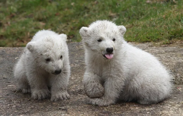 14 week-old twin polar bear cubs play during their first presentation to the media in Hellabrunn zoo on March 19, 2014 in Munich, Germany. (Photo by Alexandra Beier/Getty Images)