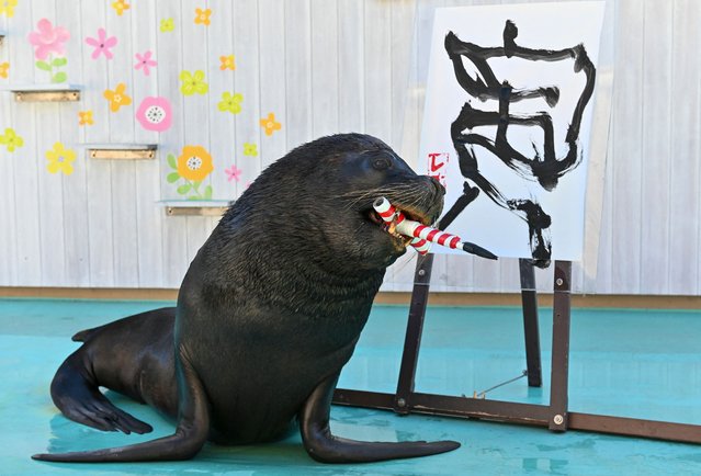 Sea lion Leo poses after writing the Chinese character for “tiger”, which is the upcoming new year's Chinese zodiac sign, during a press preview at Hakkeijima Sea Paradise in Yokohama on December 27, 2021. (Photo by Kazuhiro Nogi/AFP Photo)