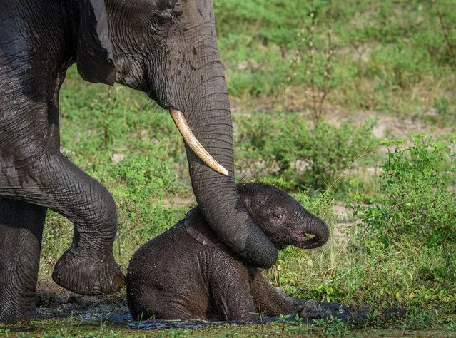 This cute elephant calf was spotted after it got stuck in a pool of water and required a helping trunk from its mum to get out. The young calf looked like it was having an incredible time however, as it frolicked about in the water and could have done with some waterproofs to boot. But mum clearly knew best with her tot, when she wrapped her trunk around the youngsters body and hoisted it out of the pool. The incident which took place on the Chobe River, Botswana, was captured by Neal Cooper, 50, a professional photographer from South Africa. (Photo by Neal Cooper/Caters News)